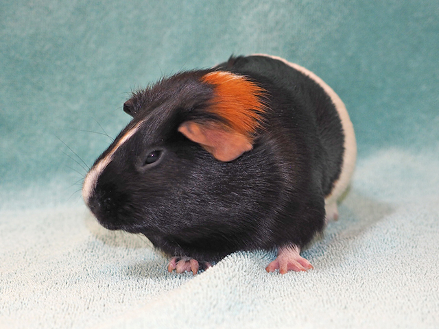 Thunder - Female - Guinea Pig