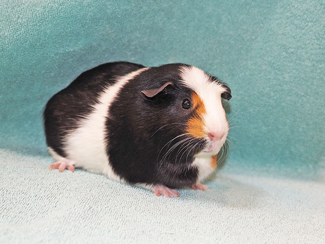 Lightning - Female - Guinea Pig