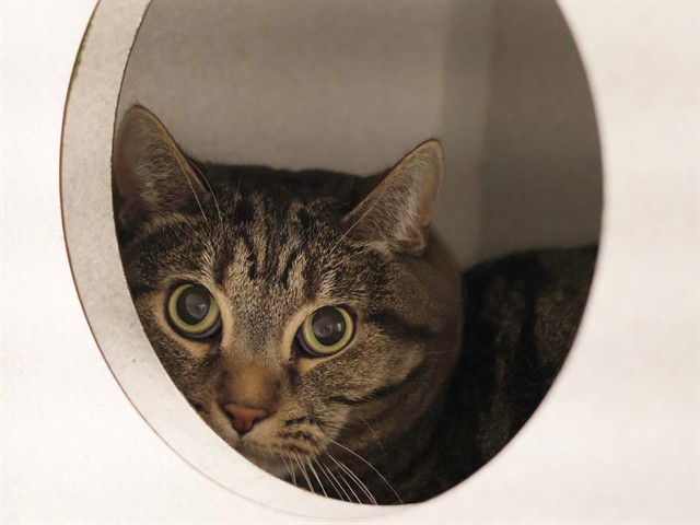 Luna - Female - Domestic SH
