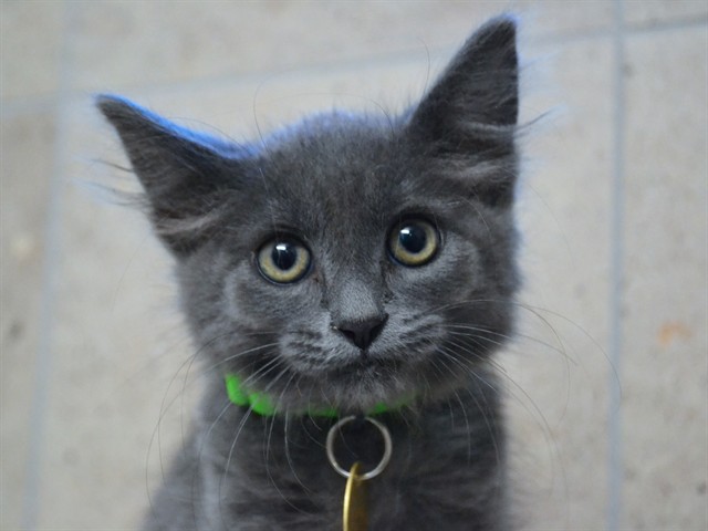 Molly - Female - Domestic SH