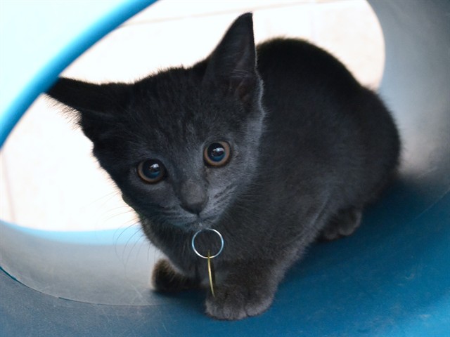 Missy - Female - Domestic SH