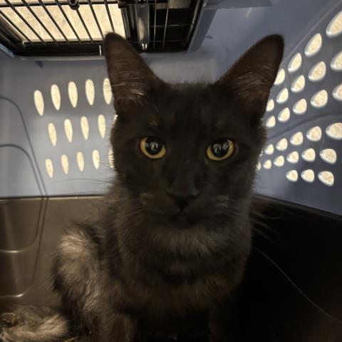 Andromeda - Female - Domestic SH
