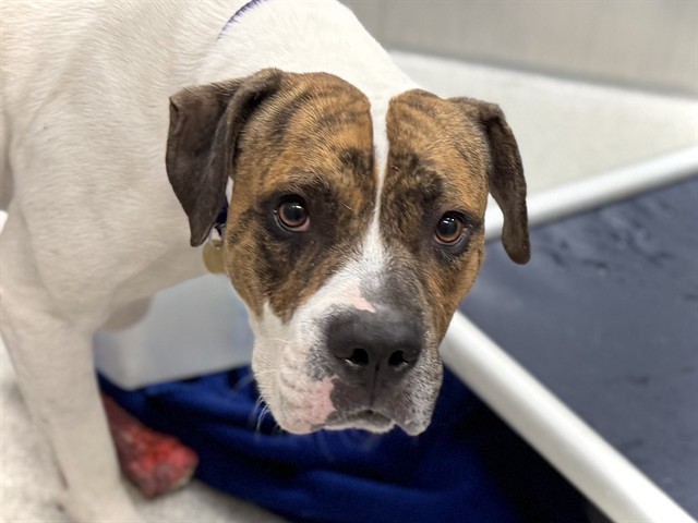 Penn - Male - American Bulldog-Mix