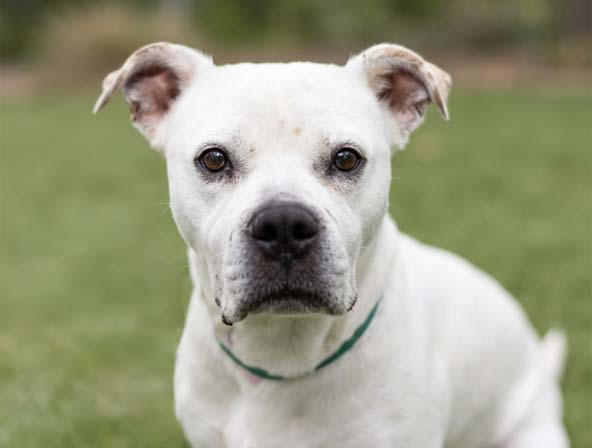 Katara - Female - Pit Bull-Mix