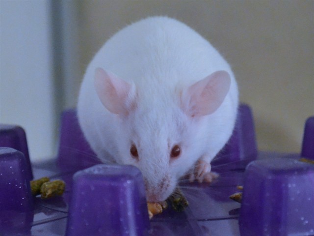 Gelato - Male - Mouse