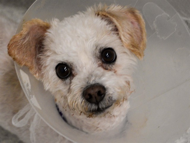 Zeus - Male - Miniature Poodle-Mix