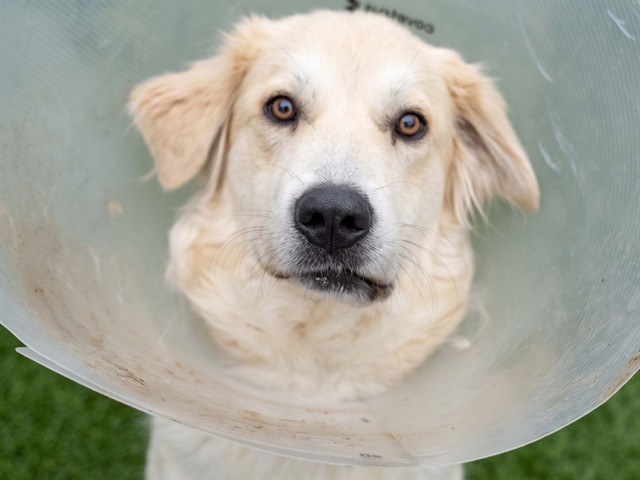 Nube - Female - Great Pyrenees