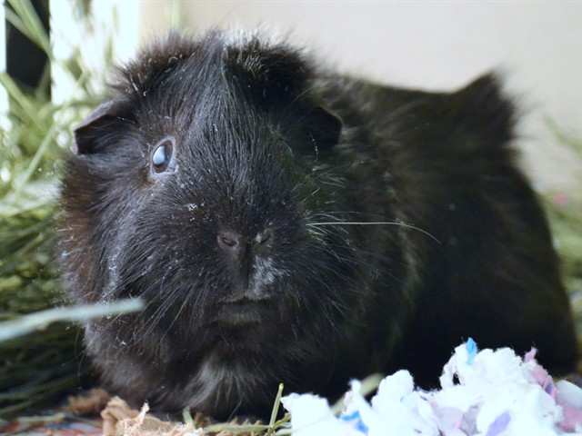 Oreo - Male - Guinea Pig