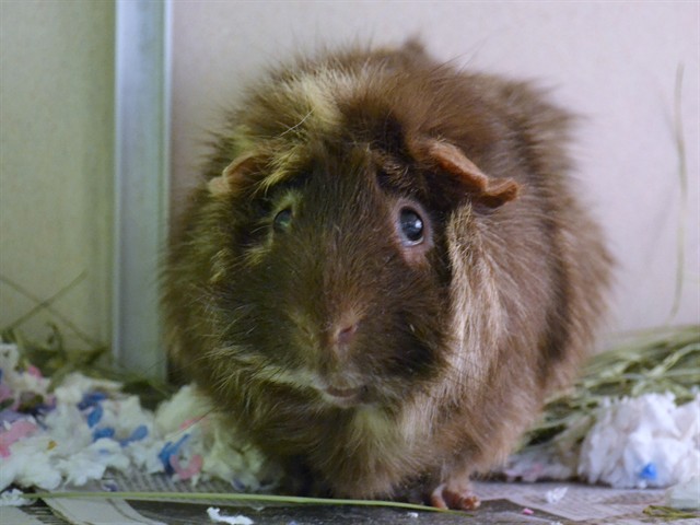 Brownie - Male - Guinea Pig