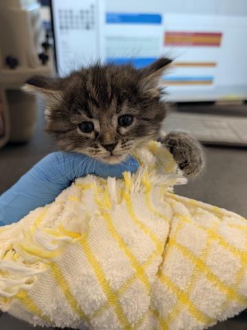 Emma - Female - Domestic MH