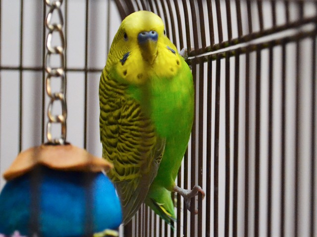 Cilantro - Male - Parakeet