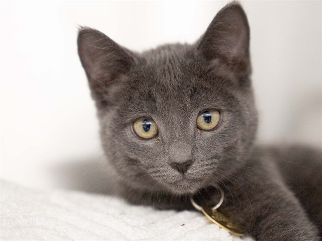 Ariel - Female - Domestic SH