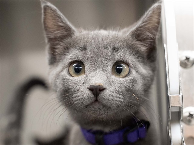 Gizmo - Male - Domestic SH