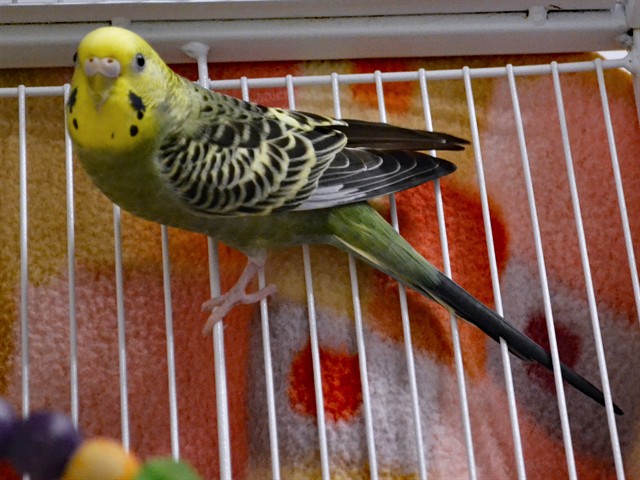 Nova - Female - Parakeet