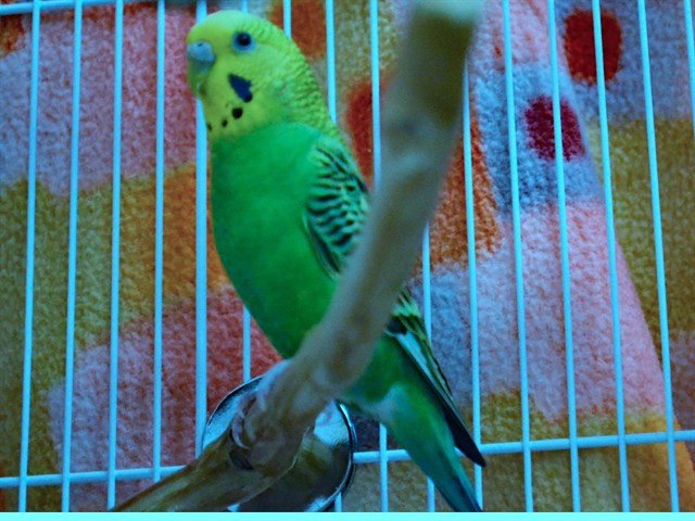 Nebula - Female - Parakeet