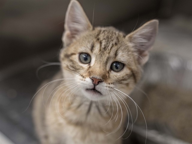 Dolly - Female - Domestic SH