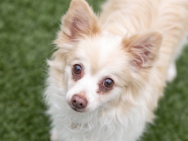 Diesel - Male - Pomeranian-Mix