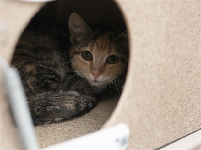 Dolly - Female - Domestic SH