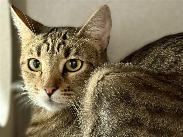 Khajiit - Female - Domestic SH