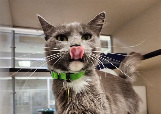 Linda - Female - Domestic SH