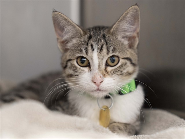 Ginger - Female - Domestic SH
