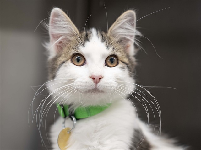 Tammy - Female - Domestic SH