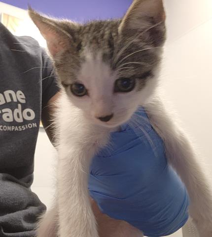 Zeek - Male - Domestic SH