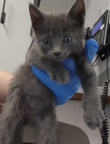 Tina - Female - Domestic SH