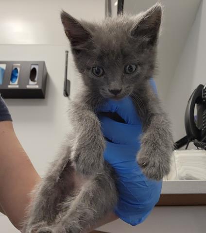 Louise - Female - Domestic SH