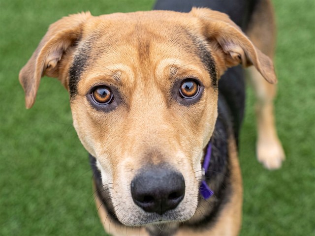 Om - Male - Labrador Retriever-German Shepherd