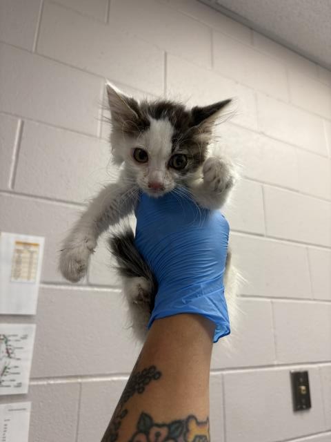 Pyrate - Male - Domestic MH