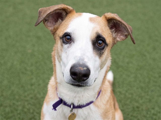 Ollie - Male - Nonspecific