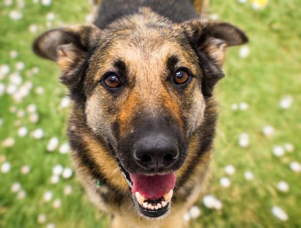 Arena - Female - German Shepherd