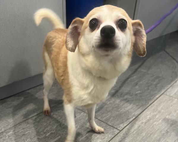 Mary Anne - Female - Chihuahua