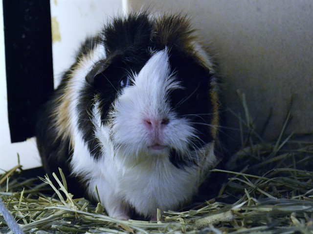 Sweetie - Female - Guinea Pig