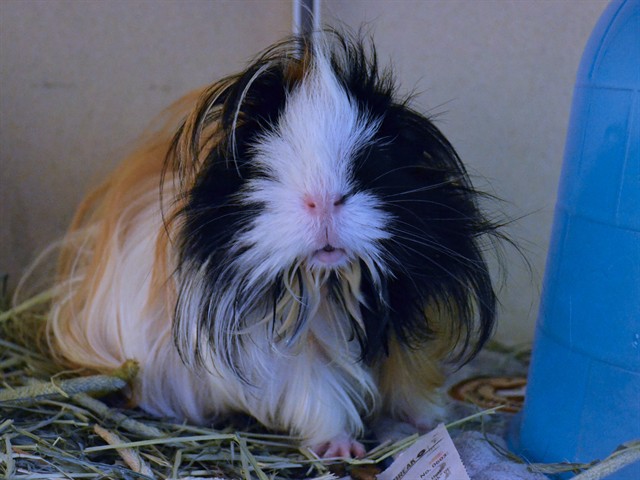 Fluffy - Female - Guinea Pig