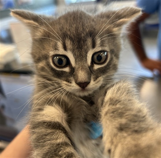 Bitsy - Male - Domestic SH