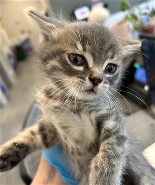 Mitzy - Male - Domestic SH