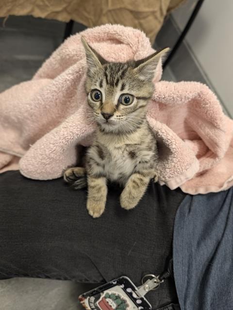 Dipsy - Male - Domestic SH