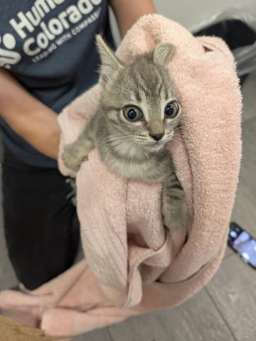 Tink - Female - Domestic SH
