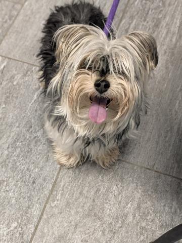  - Male - Yorkshire Terrier