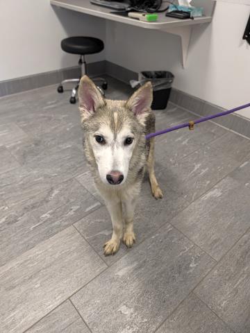 Umeko - Male - Siberian Husky