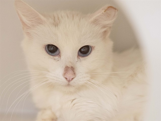 Tabitha - Female - Domestic MH