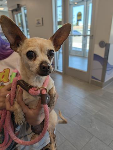 Nancy - Female - Chihuahua