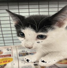 Coffee Crisp - Male - Domestic SH