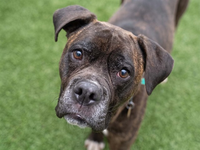 Mama - Female - Boxer-Mix