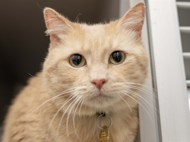 Princess - Female - Domestic SH