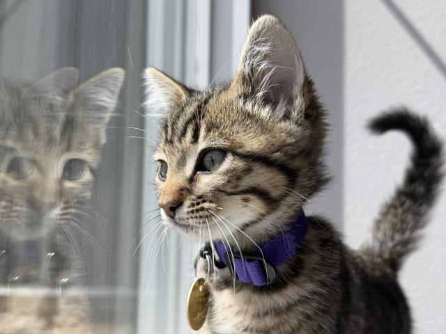 Spud - Male - Domestic SH