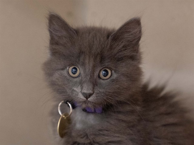 Squirrel - Male - Domestic MH