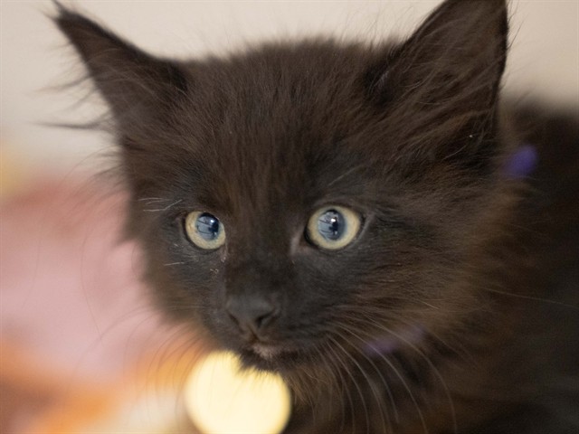 Raccoon - Male - Domestic MH